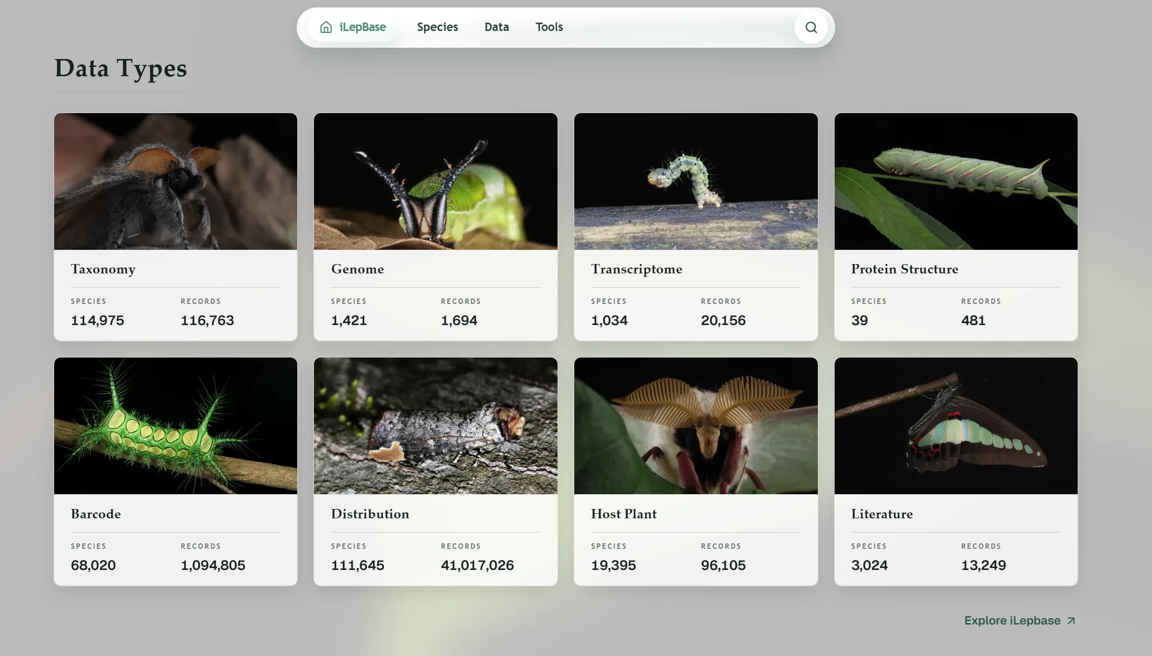 iLepBase homepage navigation and feature highlights